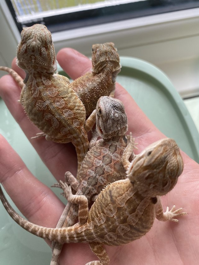 Preview of the first image of Mixed Baby bearded dragons.