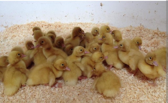 Image 2 of Day old female ducklings for sale
