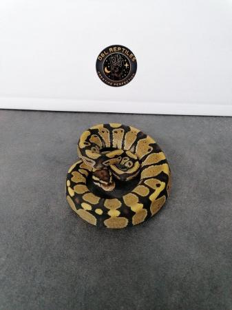 Image 1 of Snakes for sale! Ball pythons and cornsnakes