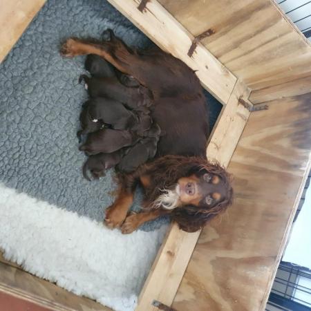 Image 4 of Stunning KC registered working Cocker Spaniel puppies