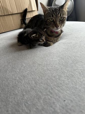 Image 16 of Kittens for sale ready 23rd may