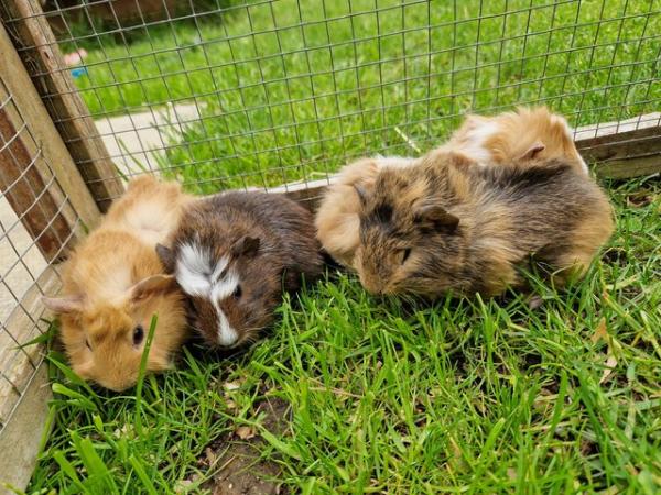 Image 1 of Baby Guinea pigs for sale