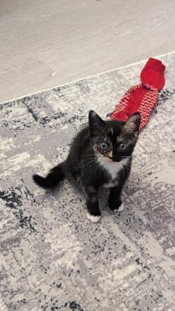Image 4 of Friendly kitten needs new home