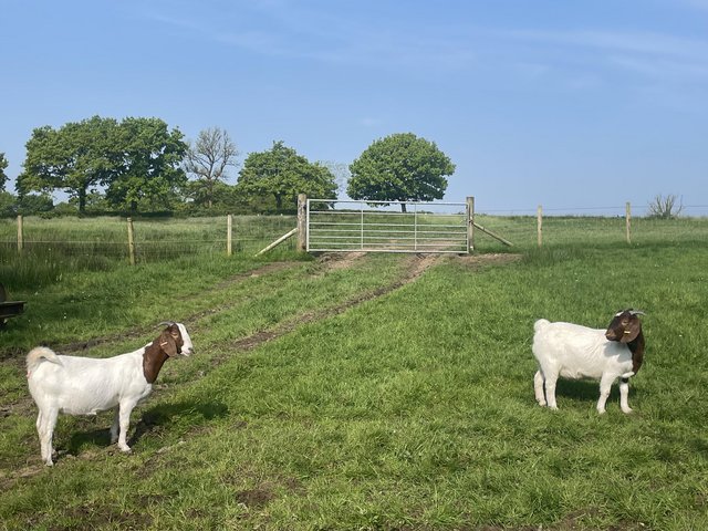 Preview of the first image of 2 female pedigree Boer nanny goats.