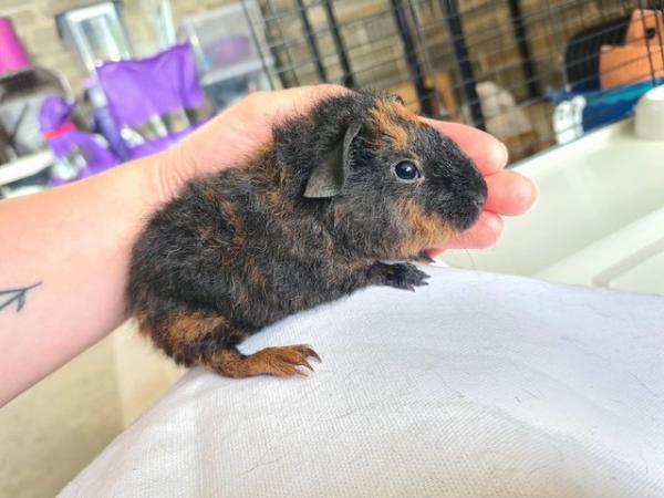 Image 3 of 6 week old purebred teddy guinea pigs