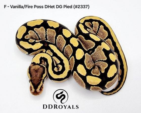 Image 9 of Royal Pythons: Pieds, Desert Ghosts. ADULTS AND HATCHLINGS