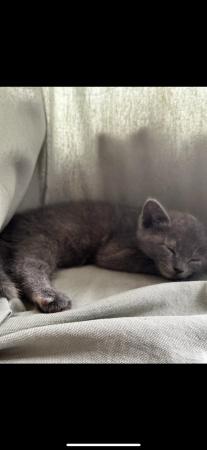 Image 2 of Female British shorthair kitten for sale