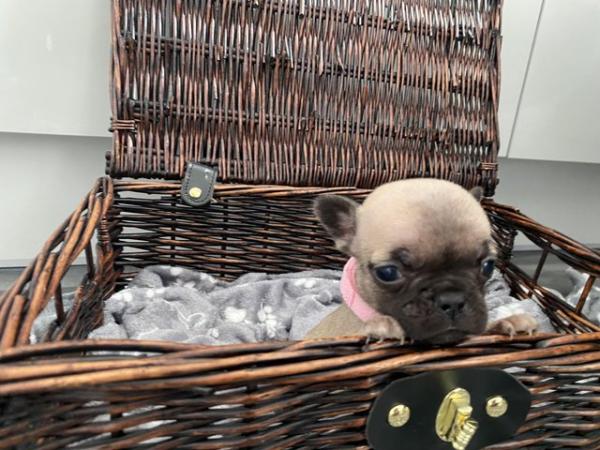 Image 12 of KC Registered French Bulldog Puppies