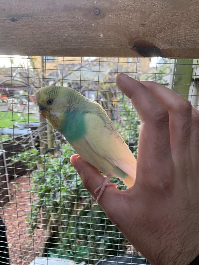 Preview of the first image of Gorgeous baby/adult budgies for sale.