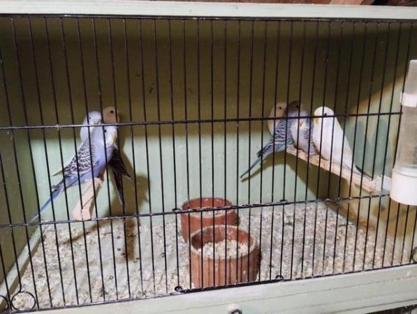 Image 3 of Lovely Baby Budgies ready for sale now