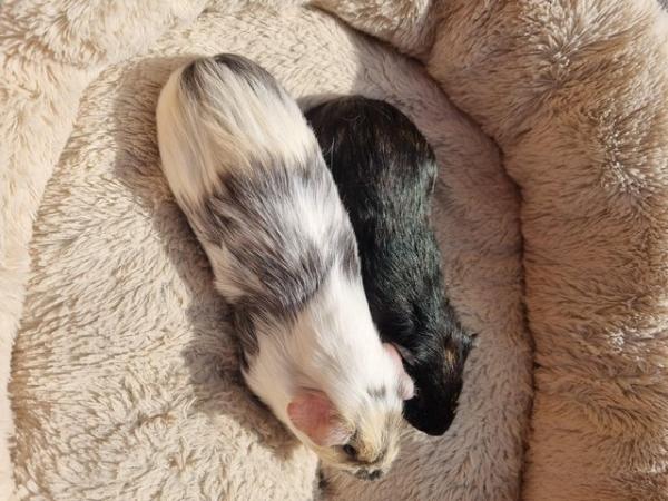 Image 1 of 2 baby boy guinea pigs ready now