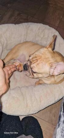 Image 1 of Frenchbulldog for sale near 1 year old