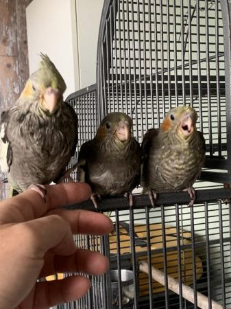 Image 3 of Babies cockatiels hand reared and tamed x3