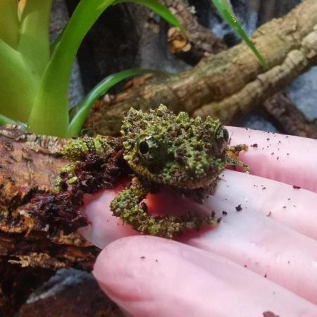 Image 5 of Vietnamese Mossy frogs (Theloderma corticale)