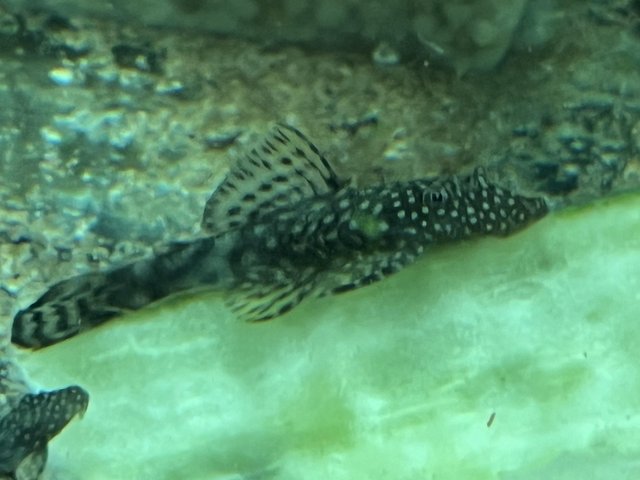 Preview of the first image of Common Bristlenose plecos.
