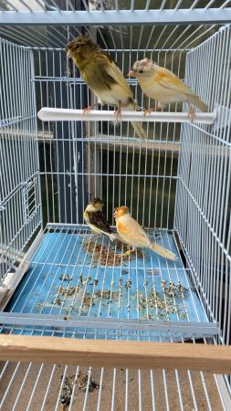 Image 5 of ……………….…………..   Finches                               …….