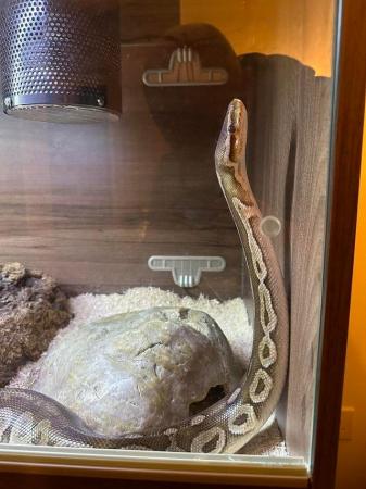 Image 6 of Pewter Royal (Ball) Python 2013, Male, Healthy