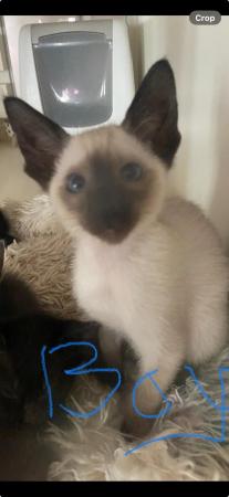 Image 3 of Full Siamese Kittens and Siamese X BBKittens PLEASE READ