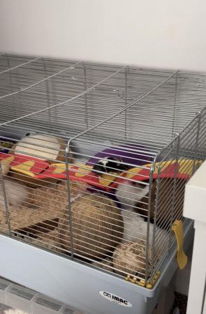 Image 1 of 3 Beautiful Female Mice For Sale