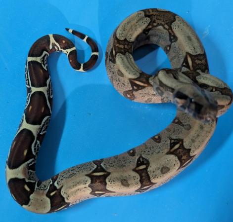 Image 4 of Guyana red tail boa constrictors cb23