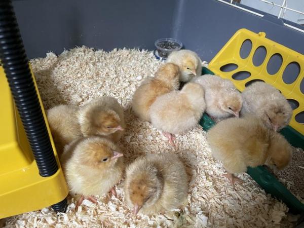 Image 1 of Orpington chicks available