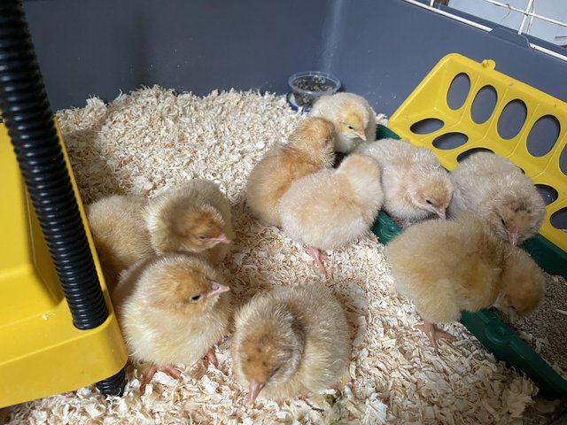 Preview of the first image of Orpington chicks available.
