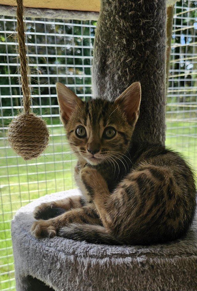 Preview of the first image of One Cute Bengal Kitten looking for her new home..