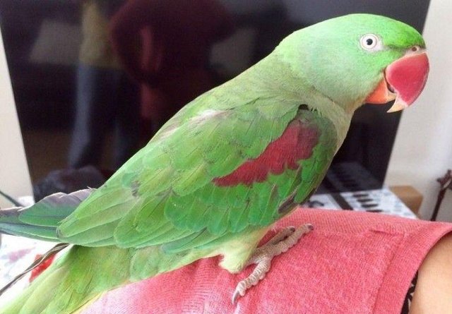 Image 1 of 4 year old Alexandrine for Sale