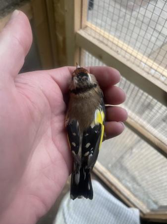 Image 2 of 2022 male and 2023 female goldfinch pair