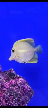 Image 5 of Yellow Tang Marine Fish