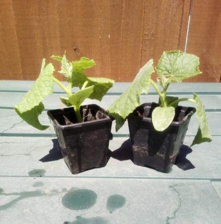 Image 2 of 1 x Cucumber plant £3, 2 plants for £5 or 4 plants for £9