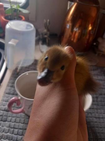 Image 1 of 2x 3 day oldmixed breed ducklings