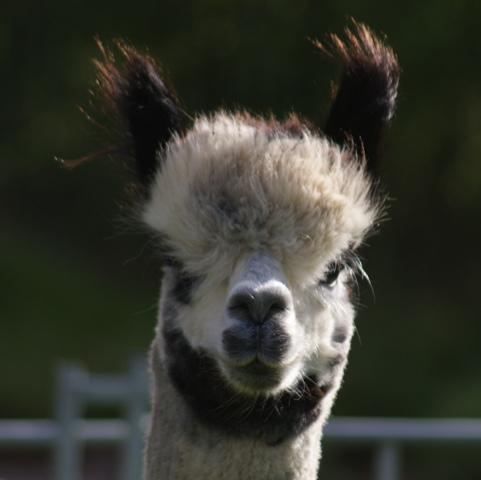 Preview of the first image of Grey Alpaca male for sale ready now EARL GREY.