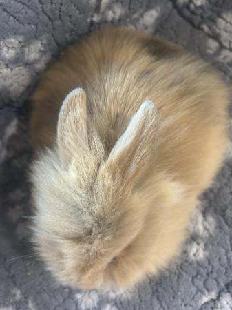 Image 25 of Lovely baby lionheads, males and females