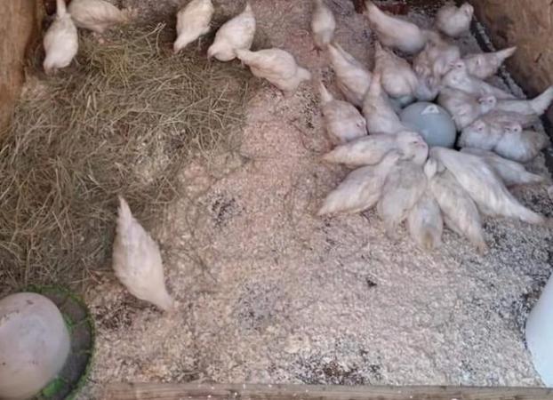 Image 1 of white leghorn chicks for sale