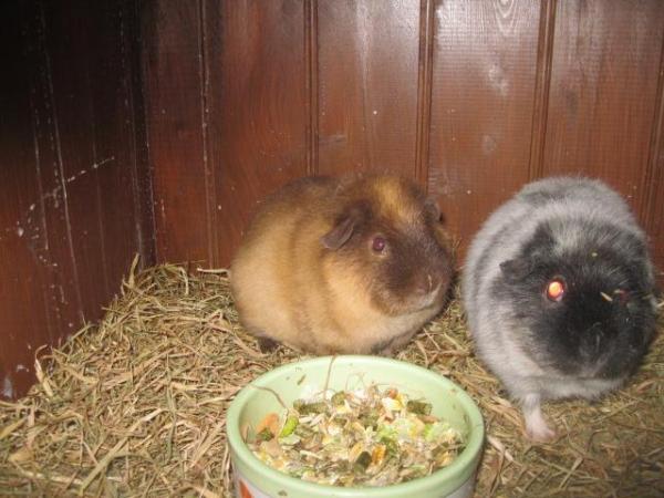 Image 5 of Rex Guinea Pigs for sale Sows and boars available