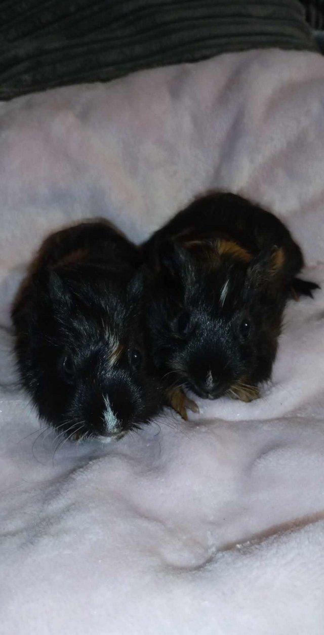 Preview of the first image of SOLD .....4 Baby guinea pigs available..
