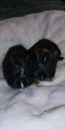 Image 1 of SOLD .....4 Baby guinea pigs available.