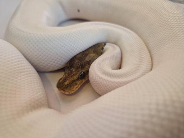 Image 4 of Cinnamon pied royal python female