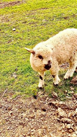 Image 7 of Texel, Southdown, Valais sheep for sale - Robertsbridge
