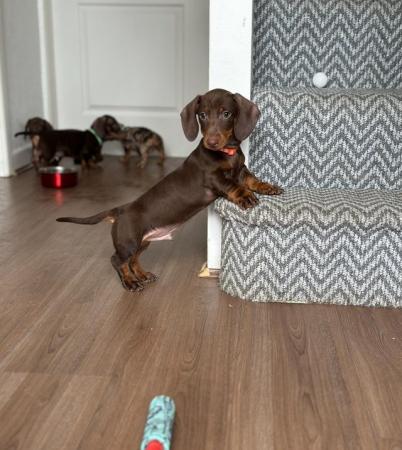 Image 6 of Champion Bloodline Miniature Dachshund puppies