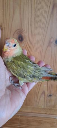 Image 4 of Peach faced baby lovebird for sale
