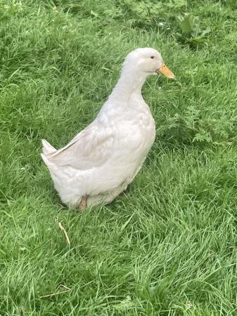 Image 1 of Variety of hatching eggs available ducks and hen