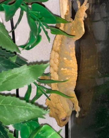 Image 3 of Harlequin Crested gecko for sale now sold