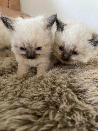 Image 12 of Ragdoll Kittens - Born Sunday 31st March