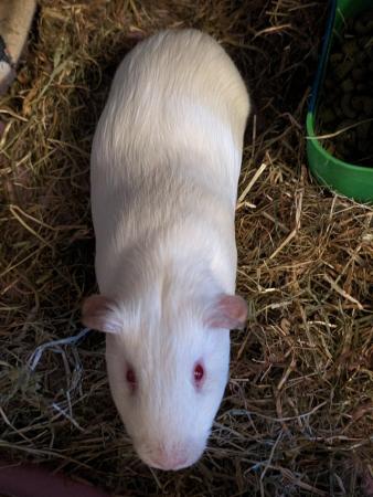 Image 3 of 8 month old male albino guinea pig