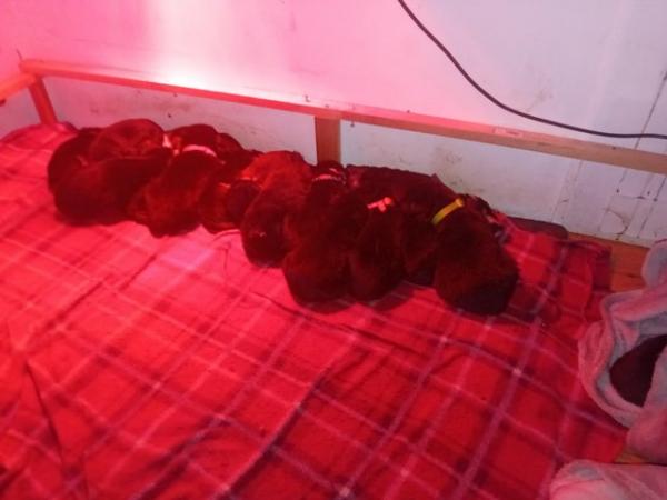 Image 2 of Lovely shollie puppies looking for new homes