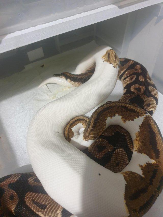Preview of the first image of male yellow belly pastel pied.