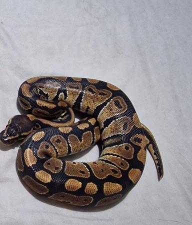 Image 5 of Normal Ball Python Female