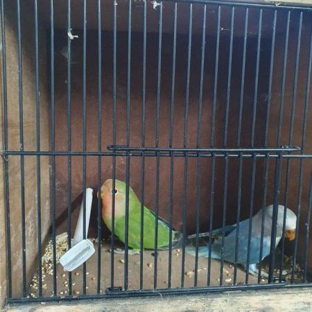 Image 6 of Rosy face( peach face) young lovebirds semi tame available